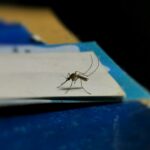 a mosquito sitting on top of a piece of paper